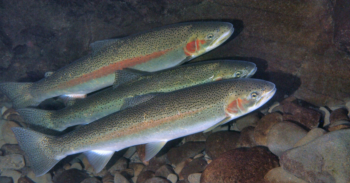Winter Fishing in Corvallis