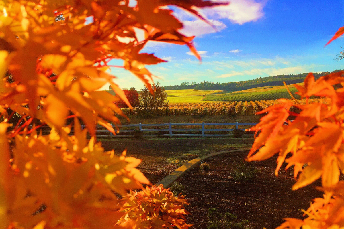 Wine Tasting & Wineries In Corvallis Discover Willamette Valley Wine