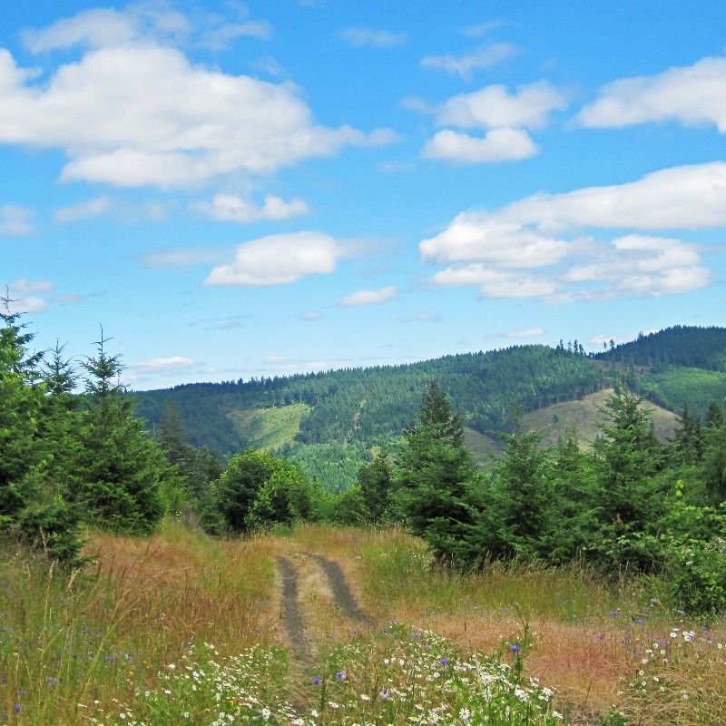 McDonald-Dunn Forest Views, by Lainey Morse - Looking out over a trail, with trees and grass in the foreground and hills and mountains in the background.