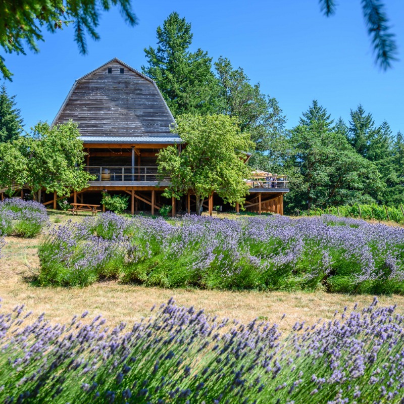 Lumos Winery, Philomath, Oregon - Lumos' tasting room, a renovated barn that used to be part of a dude ranch, sits behind beautiful lavendar fields, by Reed Lane Photography