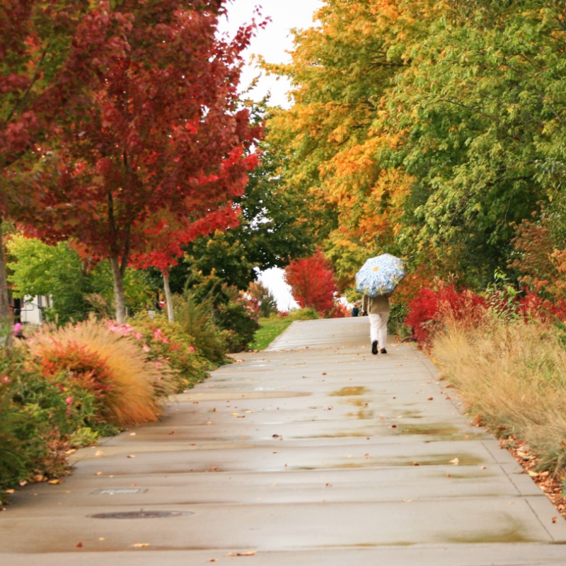 Riverfront Commemorative Park, Corvallis, Oregon, by Lainey Morse - A woman carrying an umbrella walks through the fall-colored trees in a light rain.