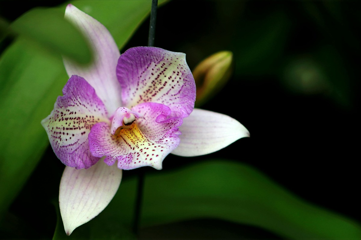 White and purple orchid, via Pexels - Mary’s Peak Orchid Society Annual Orchid Show & Sale
