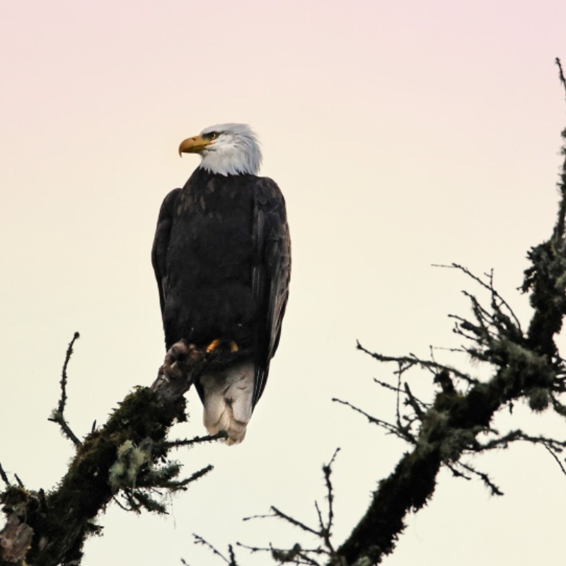 Bald Eagle at William L. Finley National Wildlife Refuge, Corvallis, Oregon, by Nikki Cross