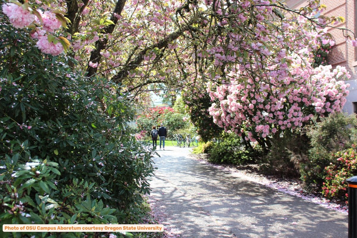 OSU Campus Arboretum