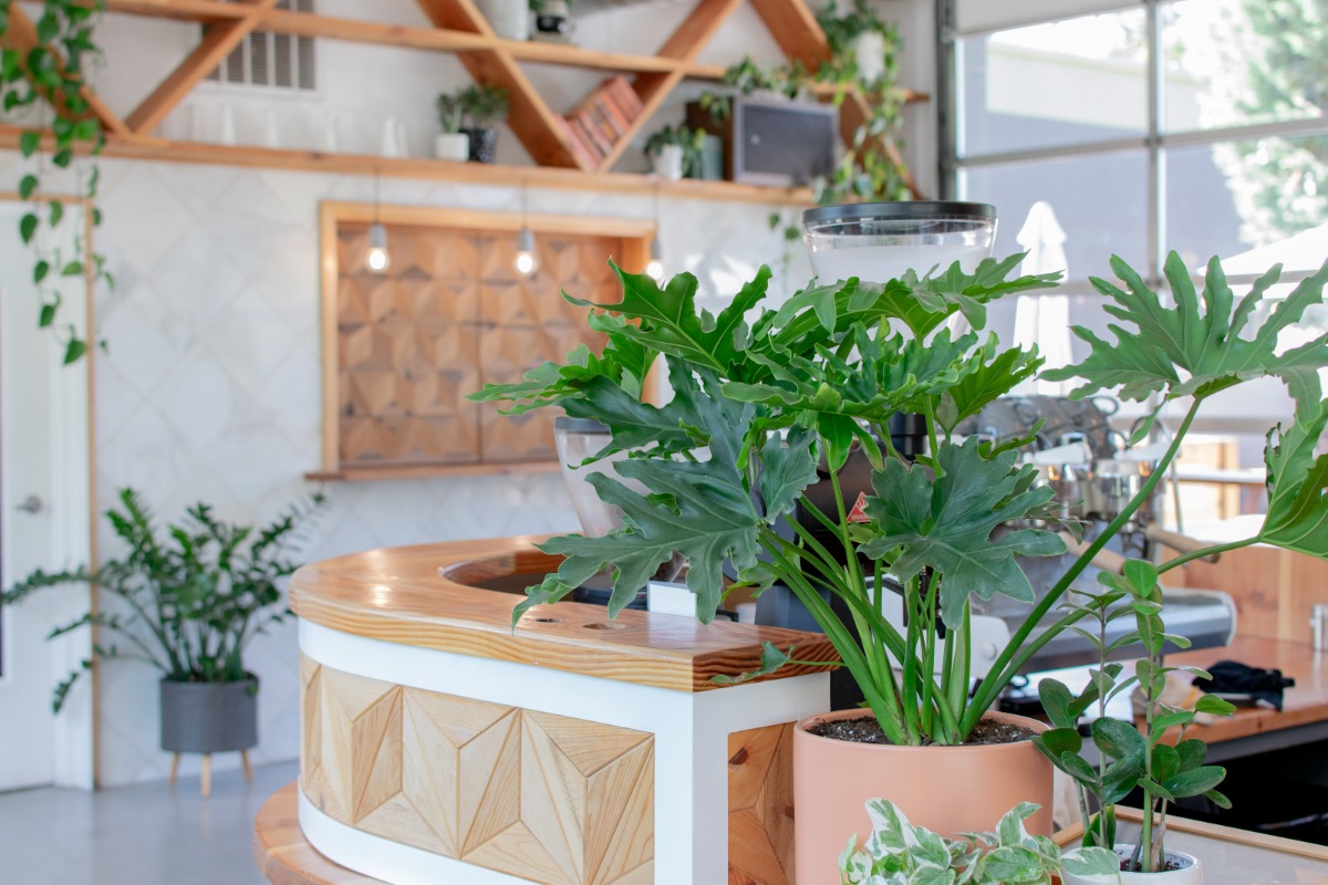 Futura Coffee, Corvallis, Oregon