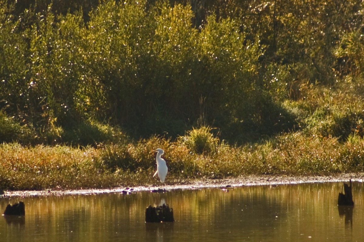 William L. Finley National Wildlife Refuge, Corvallis, Oregon - An egret in water William L. Finley National Wildlife Refuge, Corvallis, Oregon - An egret in water