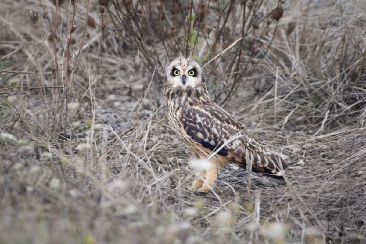 Short-eared Owl at Prairie Overlook, Kassem Akil, Public Domain, https://www.fws.gov/media/short-eared-owl-prairie-overlook