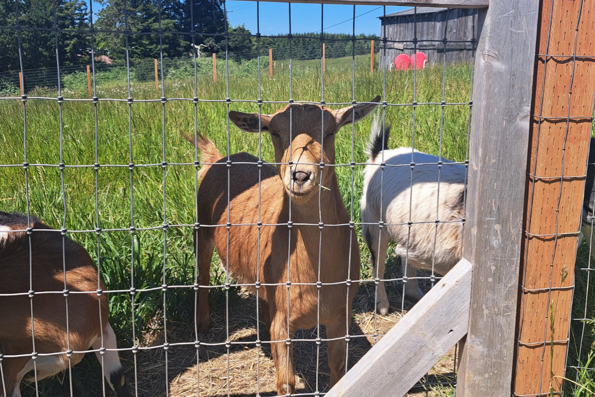 Terra Bella Farms Goat, from Terra Bella Farms
